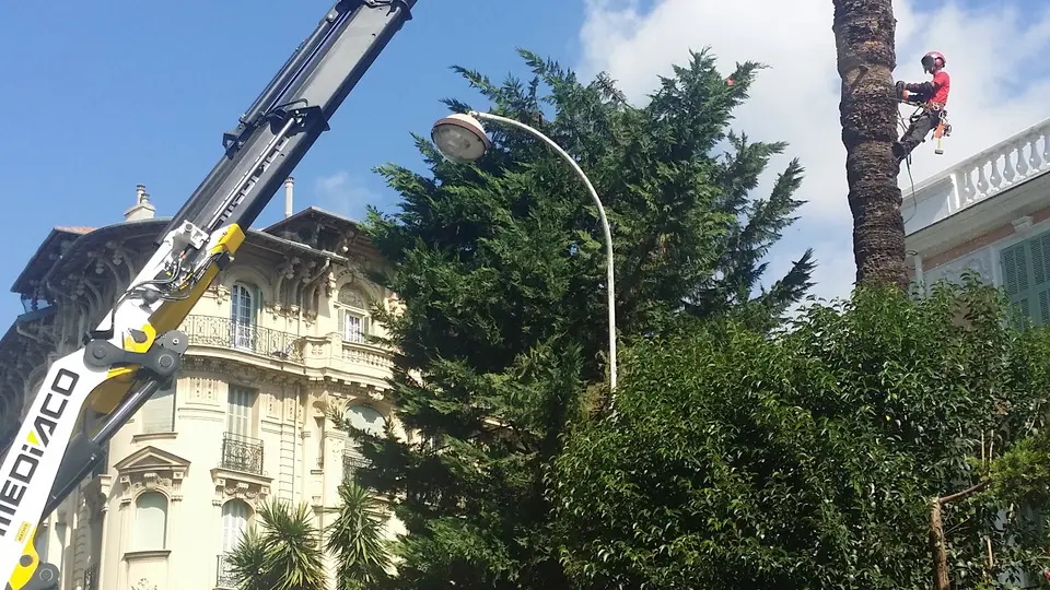 Intervention NEV à Nice : démontage d’un palmier avec un opérateur en hauteur et un camion-grue